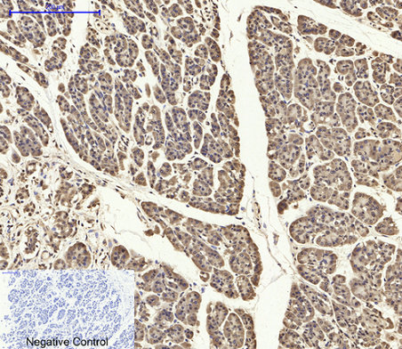 IHC - ASC Polyclonal Antibody AP68548